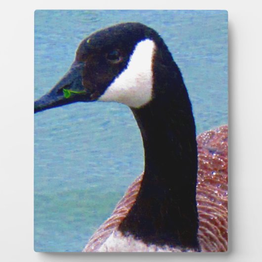 Wild Canadian Goose Fotoplaat (Voorkant)