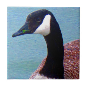 Wild Canadian Goose Tegeltje