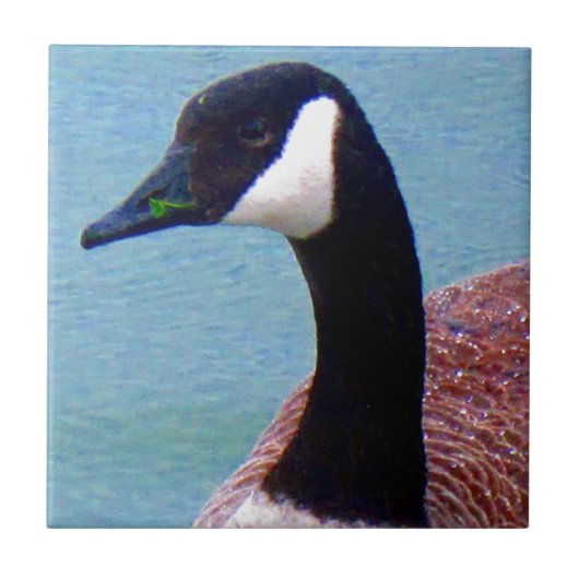 Wild Canadian Goose Tegeltje (Voorkant)