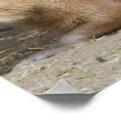Wild Capybara Poster (Hoek)