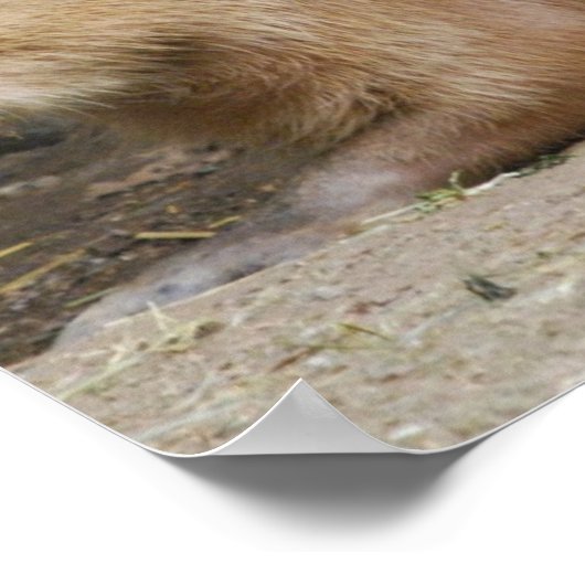 Wild Capybara Poster (Hoek)