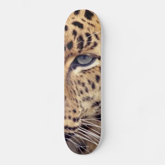 Wild Cat Skateboard (Voorkant)