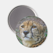 Wild Cheetah Magnet (Recto/Verso)