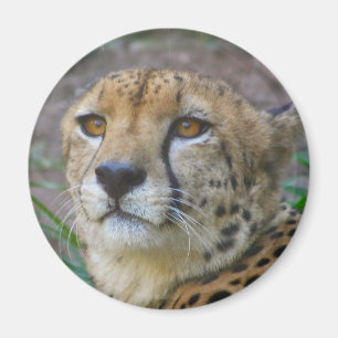 Wild Cheetah Magnet Magneet
