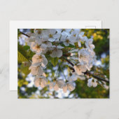 Wild Cherry Blossom Briefkaart (Voorkant / Achterkant)