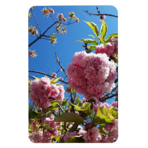 Wild Cherry roze Blossom Tree Magneet