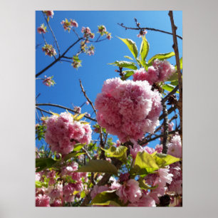 Wild Cherry roze Blossom Tree Poster