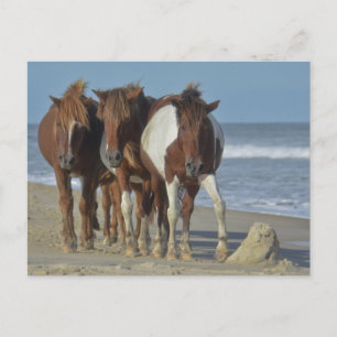 Wild Chincoteague Ponies, Assateague Island Beach Briefkaart
