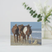 Wild Chincoteague Ponies, Assateague Island Beach Briefkaart (Staand voorkant)