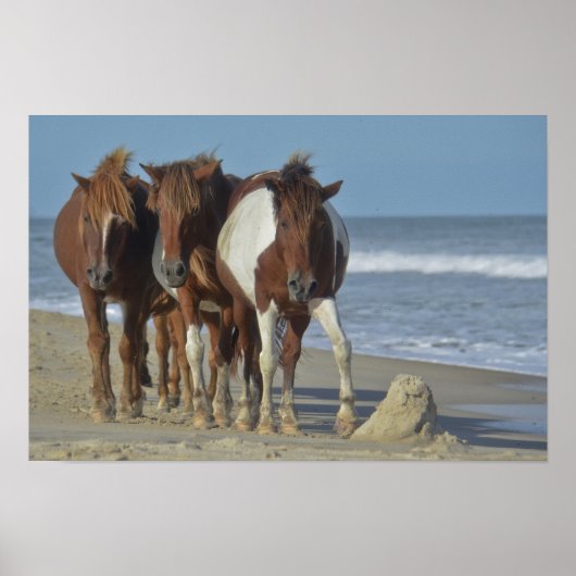 Wild Chincoteague Ponies, Assateague Island Beach Poster (Voorkant)