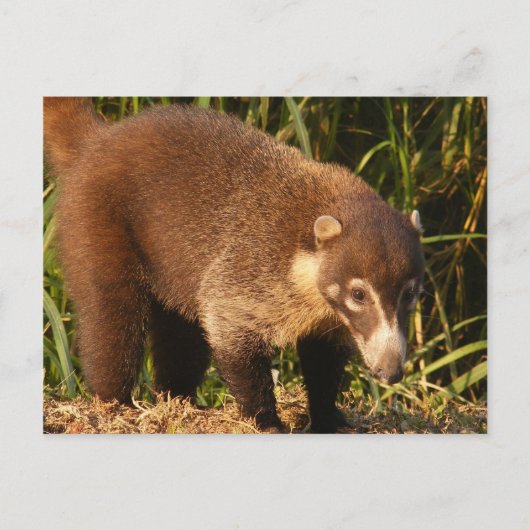 Wild Coati Mundi Briefkaart (Voorkant)