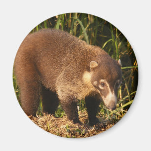 Wild Coati Mundi magneet