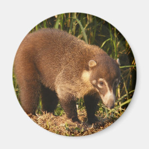Wild Coati Mundi Magnet Magneet
