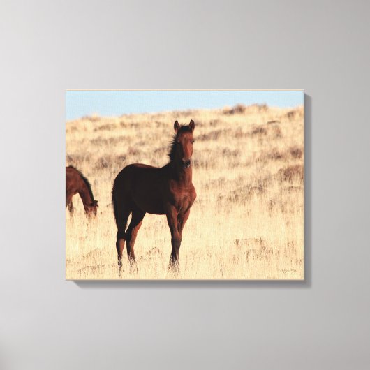 Wild Colt Canvas Afdruk (Voorkant)