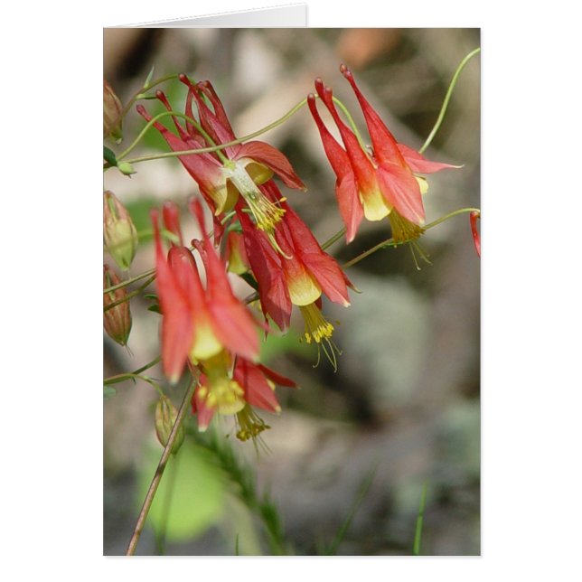 Wild Columbine (Voorkant)