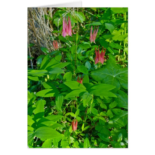 Wild Columbine Note Kaart (Voorkant)