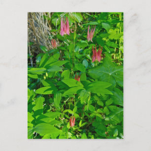 Wild Columbine & Solomon's Seal Briefkaart