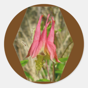 Wild Columbine Sticker