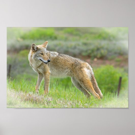 Wild Coyote Poster (Voorkant)