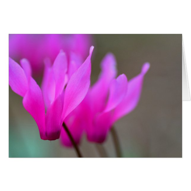 Wild Cyclamen Macro (Voorkant Horizontaal)