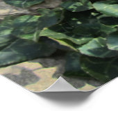 Wild Cyclamen Poster (Hoek)