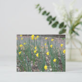 Wild Daffodils Briefkaart (Staand voorkant)