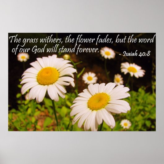 Wild Daisies met Isaiah 40:8 Poster (Voorkant)