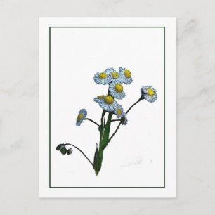 Wild Daisy Botanische Briefkaart met foto-schets