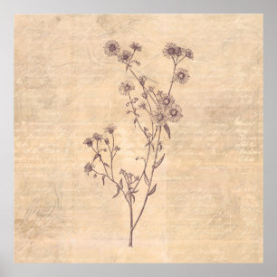 Wild Daisy Flower Wildflower Antiek Script Paper Poster