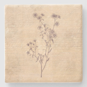 Wild Daisy Flower Wildflower Antiek Script Paper Stenen Onderzetter