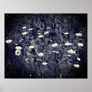 Wild Daisy Flowers Black and White Poster