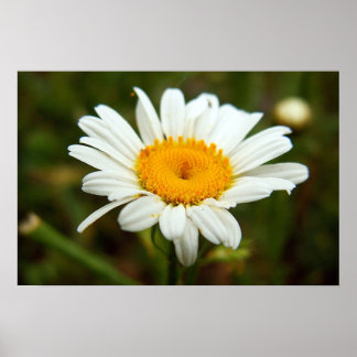 Wild Daisy Poster