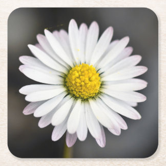 Wild Daisy White en Yellow Vierkante Kartonnen Onderzetter