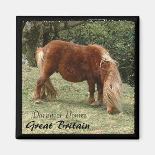 Wild Dartmoor Ponies - 2, Engeland (Magnet) Magneet
