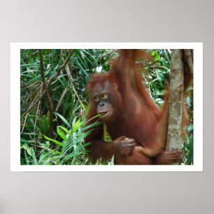 Wild Dating Advertisement Poster