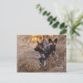 Wild Dogs Briefkaart (Staand voorkant)