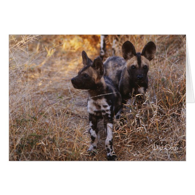 Wild Dogs Note Cards (Voorkant Horizontaal)