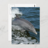 Wild Dolphin Postcard Briefkaart (Voorkant / Achterkant)