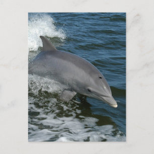 Wild Dolphin Postcard Briefkaart