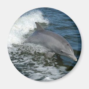 Wild Dolphin Round Magnet Magneet