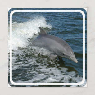 Wild Dolphin Uitnodiging