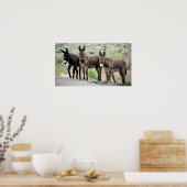 Wild Donkey Trio Poster Print (Keuken)