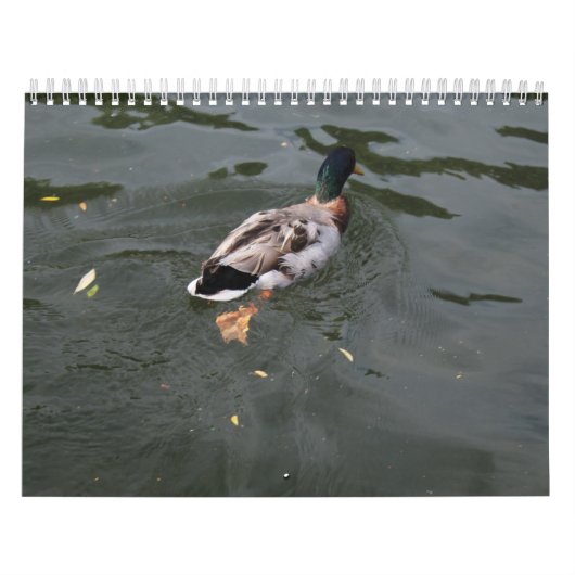 Wild Ducks Calendar 2022 Kalender (Hoes)