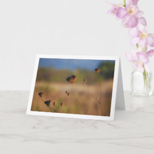 Wild Dying Flowers in Field Landscape Kaart