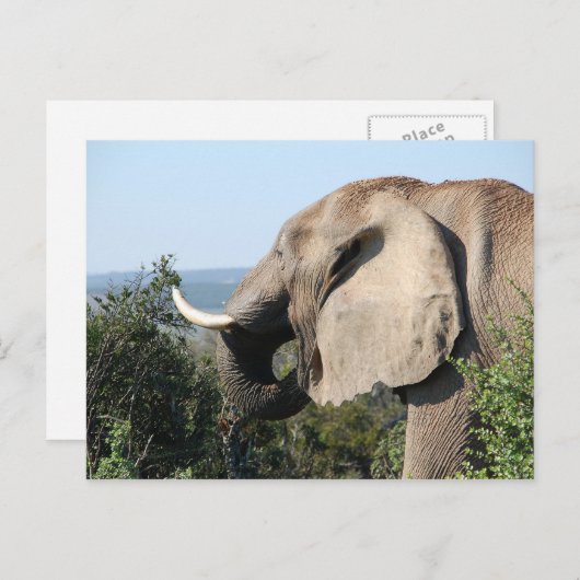 Wild Elephant Eating Vegetation, Zuid-Afrika Briefkaart (Voorkant / Achterkant)