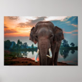 Wild Elephant Poster (Voorkant)