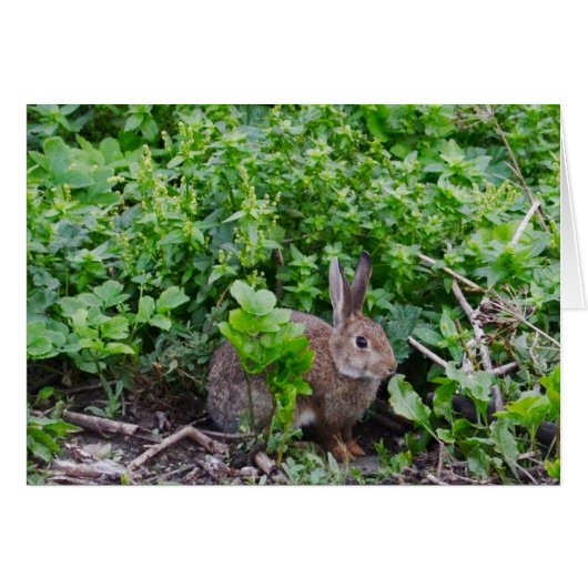 Wild English Rabbit (Voorkant Horizontaal)