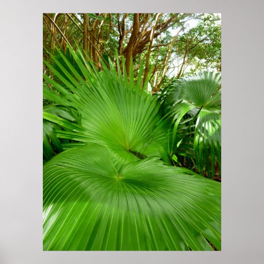 Wild Fan Palms Poster (Voorkant)