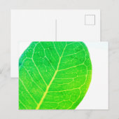 Wild Fig Rich Green Leaf Texture Briefkaart (Voorkant / Achterkant)