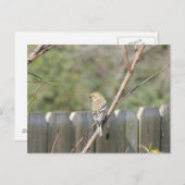 Wild Finch Post Kaart (Voorkant / Achterkant)